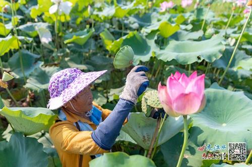 庐山市 莲农采莲忙