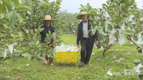 早安,阳江 斩获多个奖项 我市优质农产品再 出圈